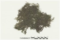 藏品(耳葉蘚屬)的圖片